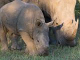 Africa 048 : Africa, Animal, Mammal, Mosi-Oa-Tunya National Park, White Rhino, Zambia